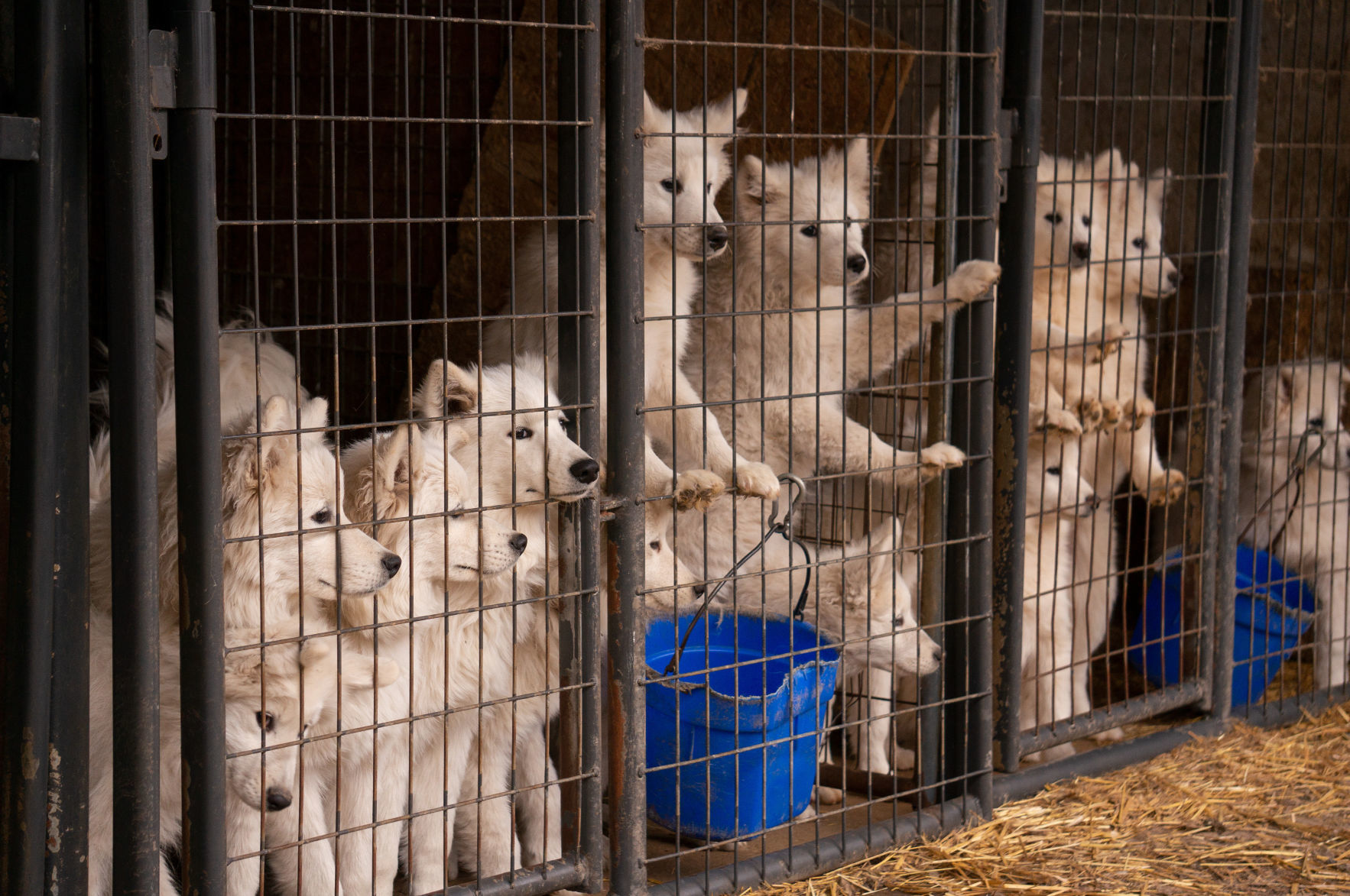 Samoyeds